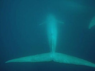 Whale Watch: A Hidden Refuge